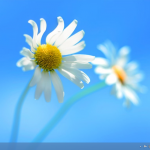 19-Desktop